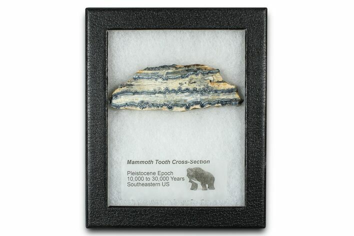 Mammoth Molar Slice With Case - South Carolina #377778